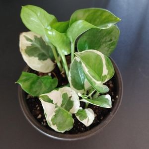 Pearls and Jade pothos starter plant 3 in